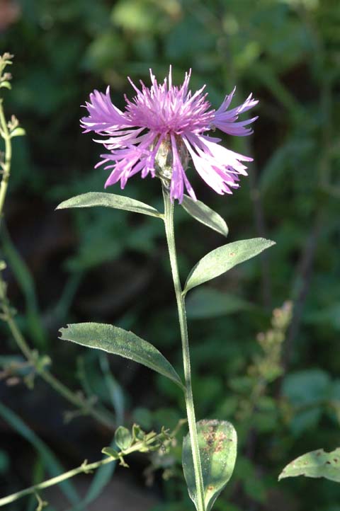 Centaurea nigrescens